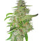 Semi femminizzati Big Bud (Sensi Seeds)