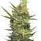 Gipsy Haze Seeds
