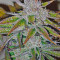 Acapulco Gold Feminized Seeds