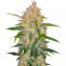 Graines de cannabis Z Auto (Fast Buds)