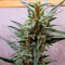 Auto Chocolate Skunk feminized seeds