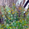 Semi femminizzati Blue Kush