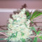 Bulk Smash Auto feminized seeds