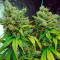 Lemon Garlic OG feminized seeds