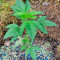 Lemon Thai Kush feminized seeds