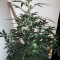 Wipeout Express Auto feminized seeds