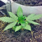 Amnesia Seeds (World of Seeds)