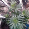 Semillas feminizadas Eleven Roses (Delicious Seeds)