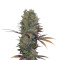 Landysh feminized seeds