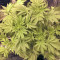 Graines de cannabis Big Bud (Vision Seeds)