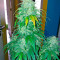 Bubba Kush Autoflowering Seeds