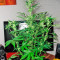 Flash Seeds - Cannabis Strain Seeds for Sale