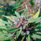 Hollands Hope Seeds