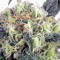 Snow Bud Seeds