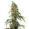 Black Jack CBD strain