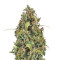 Graines de cannabis Diesel Automatic (RQS)