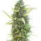 Colombian Gold (World of Seeds)