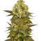 Sour Blueberry (Humboldt Seeds Organization)