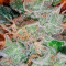 Kritikal-K Seeds