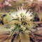 Raspberry Cough (Nirvana Seeds)