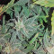 Smokin' Gun Auto (Dr. Krippling Seeds)