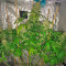 Super Silver (Dinafem Seeds)