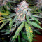 Super Skunk Auto (Vision Seeds)