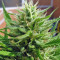 SAD Sweet Afgani Delicious S1 fem (Sweet Seeds)