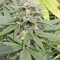 Warlock (Serious Seeds)