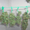Jack Herer Auto feminized seeds (Green House Seeds)