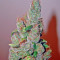 Smile feminized seeds