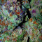 Graines de cannabis Grand Master Kush regular (Sumo Seeds)