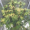 Graines féminisées de LSD-25 Auto (Fast Buds)