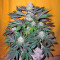 Graines de cannabis Pamir Gold (Dutch Passion)