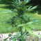Royal Jack Automatic (RQS)