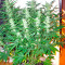 Sweet Coffee Ryder Seeds