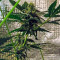 White Domina Max Auto Seeds