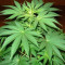 Jack La Mota Seeds
