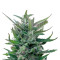Blue Mammoth strain