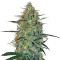 Graines de cannabis Malana Bomb Auto (Barney's Farm)