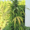 Buddha Kraken (Buddha Seeds)
