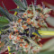 San Fernando Lemon Kush Seeds