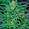 Biddy Early feminized seeds