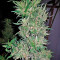 Blue Cheese feminized seeds (Dinafem Seeds)