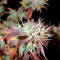 Semillas feminizadas Bubba Kush 2.0 (Humboldt Seeds Organization)