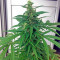 Critical + Autoflowering feminized seeds by