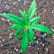 Critical + Seeds