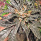 Delhi Friend (Dr. Krippling Seeds)