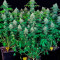 Graines de cannabis Double Dutch regular (Serious Seeds)