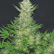 Double Dutch feminized seeds